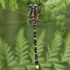 Synthemis eustalacta at Acton, ACT - 30 Dec 2018