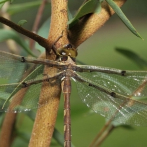 Telephlebia brevicauda at Acton, ACT - 30 Dec 2018