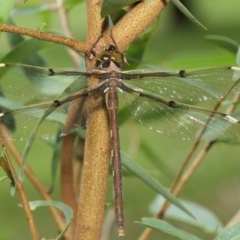 Telephlebia brevicauda at Acton, ACT - 30 Dec 2018