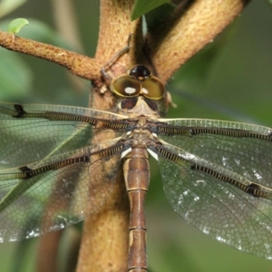 Telephlebia brevicauda at Acton, ACT - 30 Dec 2018