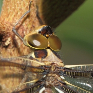 Telephlebia brevicauda at Acton, ACT - 30 Dec 2018