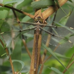 Telephlebia brevicauda at Acton, ACT - 30 Dec 2018