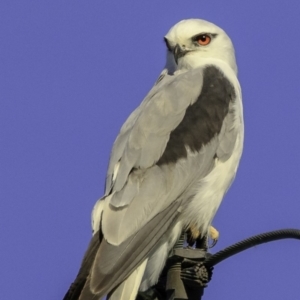 Elanus axillaris at Pialligo, ACT - 27 Dec 2018