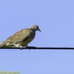 Spilopelia chinensis (Spotted Dove) at Pialligo, ACT - 26 Dec 2018 by BIrdsinCanberra