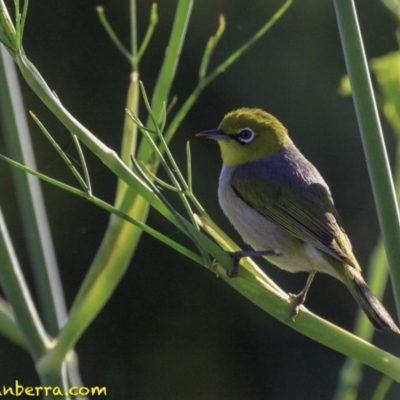 Zosterops lateralis (Silvereye) at Campbell, ACT - 27 Dec 2018 by BIrdsinCanberra