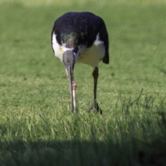 Threskiornis spinicollis (Straw-necked Ibis) at Campbell, ACT - 27 Dec 2018 by JonSteinbeck