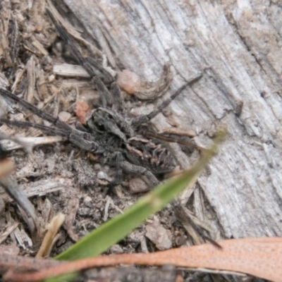 Tasmanicosa godeffroyi (Garden Wolf Spider) at Tennent, ACT - 5 Dec 2018 by SWishart