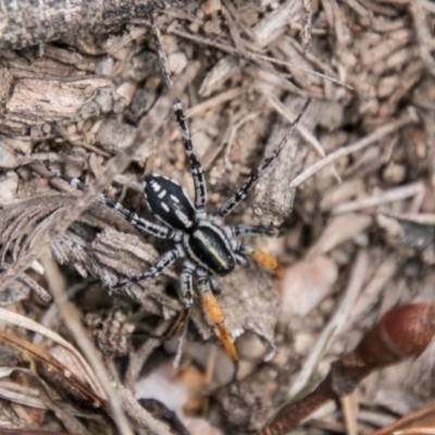 Nyssus coloripes (Spotted Ground Swift Spider) at Tennent, ACT - 5 Dec 2018 by SWishart