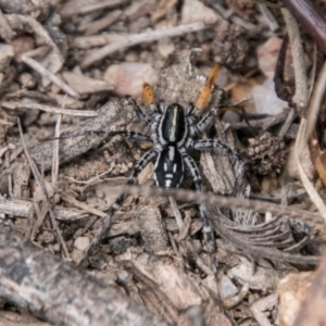 Nyssus coloripes at Tennent, ACT - 5 Dec 2018 02:14 PM