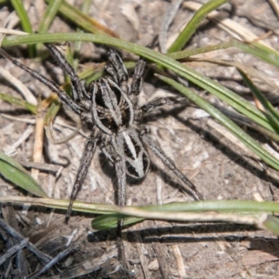 Artoriopsis sp. (genus) (Unidentified Artoriopsis wolf spider) at Tennent, ACT - 5 Dec 2018 by SWishart