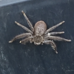 Isopeda sp. (genus) (Huntsman Spider) at Mirador, NSW - 13 Sep 2018 by hynesker1234