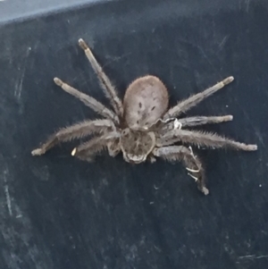 Isopeda sp. (genus) at Mirador, NSW - 13 Sep 2018 12:00 AM