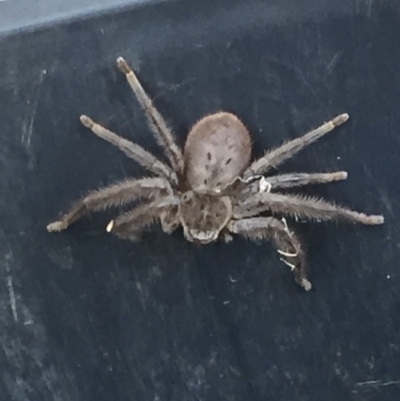 Isopeda sp. (genus) (Huntsman Spider) at Mirador, NSW - 12 Sep 2018 by hynesker1234