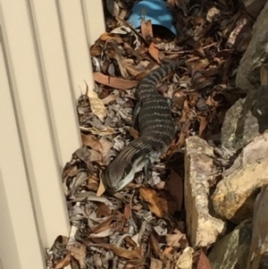 Tiliqua scincoides scincoides at Mirador, NSW - 13 Sep 2018