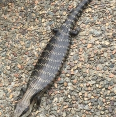 Tiliqua scincoides scincoides (Eastern Blue-tongue) at Mirador, NSW - 16 Nov 2018 by hynesker1234