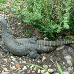 Varanus rosenbergi at Wamboin, NSW - suppressed