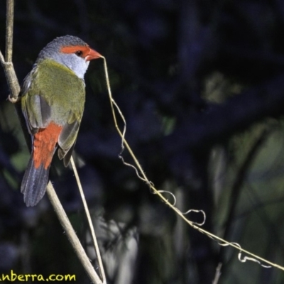 Neochmia temporalis (Red-browed Finch) at Fyshwick, ACT - 27 Dec 2018 by JonSteinbeck