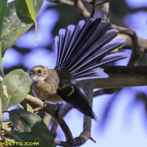 Rhipidura albiscapa at Fyshwick, ACT - 27 Dec 2018