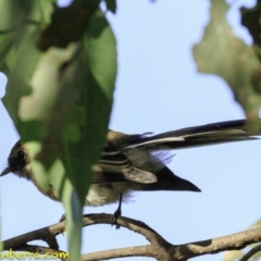 Rhipidura albiscapa at Fyshwick, ACT - 27 Dec 2018