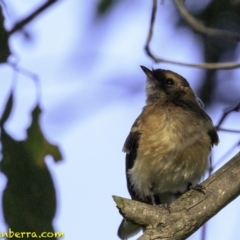 Rhipidura albiscapa at Fyshwick, ACT - 27 Dec 2018