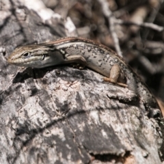 Liopholis whitii (White's Skink) at Namadgi National Park - 5 Dec 2018 by SWishart