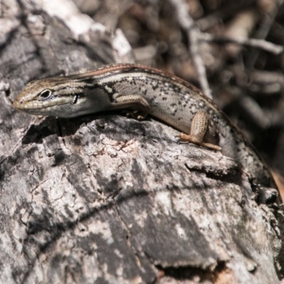 Liopholis whitii (White's Skink) at Tennent, ACT - 5 Dec 2018 by SWishart