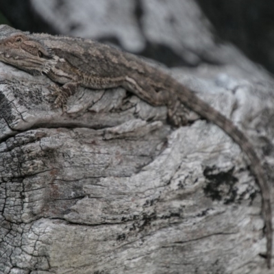 Pogona barbata (Eastern Bearded Dragon) at Namadgi National Park - 5 Dec 2018 by SWishart