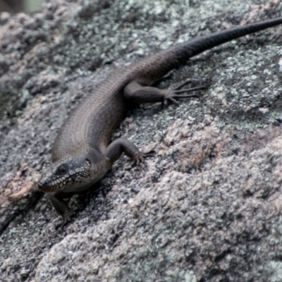 Egernia saxatilis (Black Rock Skink) at Namadgi National Park - 5 Dec 2018 by SWishart