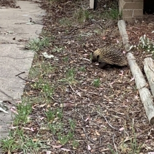 Tachyglossus aculeatus at Wanniassa, ACT - 30 Dec 2018