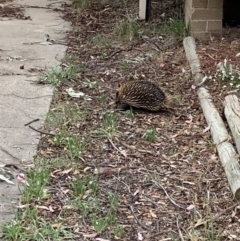 Tachyglossus aculeatus at Wanniassa, ACT - 30 Dec 2018