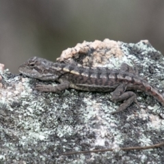 Diporiphora nobbi (Nobbi Dragon) at Tennent, ACT - 5 Dec 2018 by SWishart