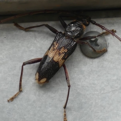 Phoracantha semipunctata (Common Eucalypt Longicorn) at Wanniassa, ACT - 30 Dec 2018 by SandraH