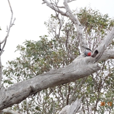 Callocephalon fimbriatum (Gang-gang Cockatoo) at Deakin, ACT - 30 Dec 2018 by TomT