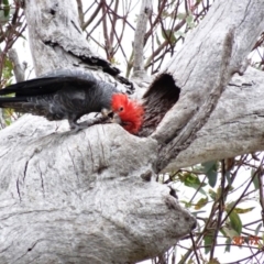 Callocephalon fimbriatum at Deakin, ACT - 30 Dec 2018