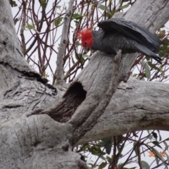 Callocephalon fimbriatum at Deakin, ACT - 30 Dec 2018