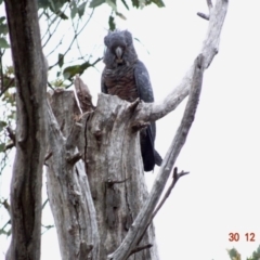 Callocephalon fimbriatum at Deakin, ACT - 30 Dec 2018