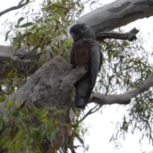 Callocephalon fimbriatum at Hughes, ACT - suppressed