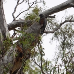 Callocephalon fimbriatum at Hughes, ACT - suppressed