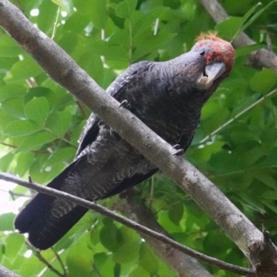 Callocephalon fimbriatum (Gang-gang Cockatoo) at Hughes, ACT - 31 Dec 2018 by JackyF