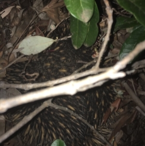 Tachyglossus aculeatus at Scullin, ACT - 31 Dec 2018