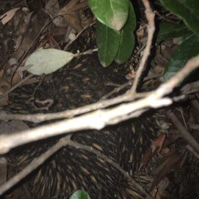Tachyglossus aculeatus (Short-beaked Echidna) at Scullin, ACT - 31 Dec 2018 by Gjadcock