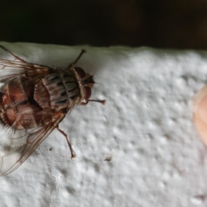 Rutilia (Rutilia) sp. (genus & subgenus) at Hughes, ACT - 31 Dec 2018 01:47 PM