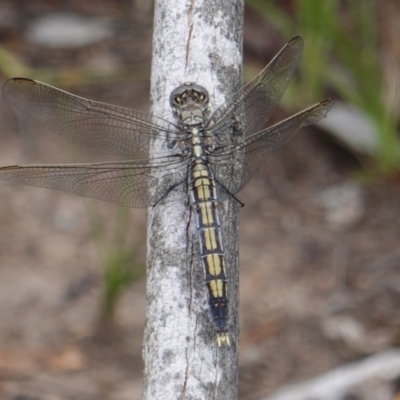 Orthetrum caledonicum (Blue Skimmer) at Red Hill, ACT - 31 Dec 2018 by JackyF
