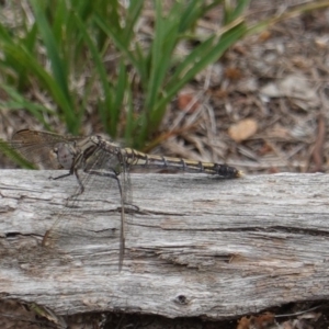 Orthetrum caledonicum at Red Hill, ACT - 31 Dec 2018