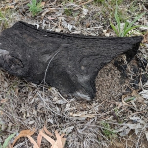 Papyrius nitidus at Red Hill, ACT - suppressed