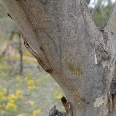 Papyrius nitidus at Red Hill, ACT - suppressed