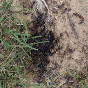 Iridomyrmex purpureus at Red Hill, ACT - 31 Dec 2018 03:25 PM