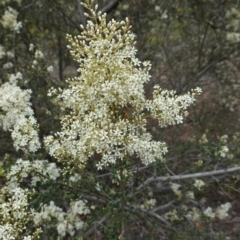 Bursaria spinosa (Native Blackthorn, Sweet Bursaria) at Red Hill Nature Reserve - 31 Dec 2018 by JackyF