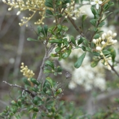 Bursaria spinosa at Red Hill, ACT - 31 Dec 2018