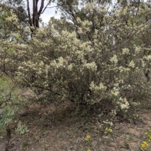 Bursaria spinosa at Red Hill, ACT - 31 Dec 2018